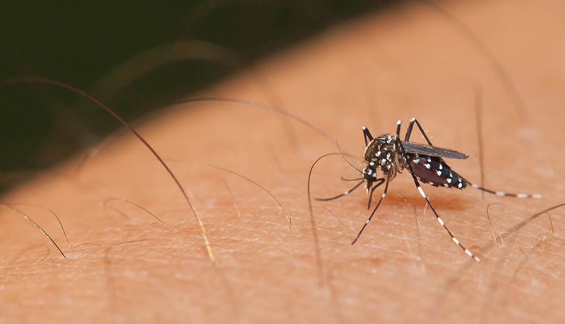 Após sequenciamento genético, estudo da Fiocruz reforça que pernilongo pode transmitir zika